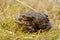 Mating Common toad Bufo bufo