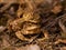 Mating common toads Bufo bufo