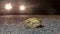 Mating common toads crossing road at night