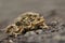 mating Common toads on the ground. Bufo bufo