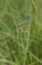 Mating couple of Blue-tailed Damselfly