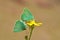 The mating couple of Callophrys paulae butterflies on flower , butterflies of Iran