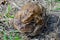 Mating couple of the common toad, Bufo bufo