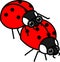 Mating couple of cute cartoon ladybirds on white background