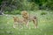 Mating couple of Lions in the grass.