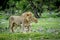 Mating couple of Lions in the grass.