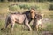 A mating couple of Lions walking in the grass.