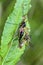 Mating of crane flies