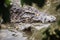 Mating crocodiles in the muddy river bank. Male and female crocodiles try to mating in the water in breeding season.