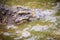 Mating crocodiles in the muddy river bank. Male and female crocodiles try to mating in the water in breeding season.