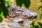 Mating crocodiles in the muddy river bank. Male and female crocodiles try to mating in the water in breeding season.