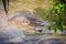 Mating crocodiles in the muddy river bank. Male and female crocodiles try to mating in the water in breeding season.