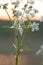 Mating daddy longlegs on caraway in sunset