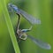 Mating Damselflies