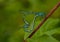 Mating Damselflies