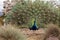 Mating display of a blue and green male peacock