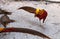 Mating display of a male Golden pheasant also called the Chinese