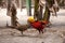 Mating display of a male Golden pheasant also called the Chinese