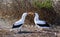 Mating display of a pair of Nazca boobies Sula granti Genovesa Island, Galapagos Islands, Ecuador