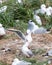 Mating display of the Red-billed Gull Larus novaehollandiae in a colony on the Otago Peninsula, New Zealand