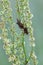 Mating dock bugs, Coreus marginatus on red sorrel, Rumex acetosella