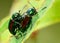 Mating Dogbane Beetles