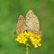 The mating Euphydryas aurinia , The Marsh Fritillary butterfly sitting on yellow flower