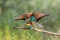 Mating european bee-eaters, Italy