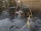 Mating European or common frogs, Rana temporaria, surrounded by frogspawn. Blackford Pond, Edinburgh