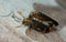 Mating false blister beetles, Nacerdes carniolica on wood