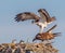 After mating is finished, male osprey begins to leave