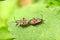 Mating of the firebug, Pyrrhocoris apterus on the leaf