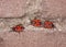 Mating firebug on a wall (Pyrrhocoris apterus)
