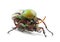 Mating Flamboyant Flower Beetles