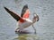 Mating of flamingos in water