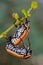 Mating fruit chafer beetles