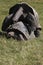 Mating galapagos tortoises