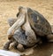 Mating Galapagos Tortoises