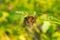 Mating games of butterflies against the background of bright forest greenery. Close up