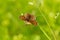 Mating games of butterflies against the background of bright forest greenery. Close up