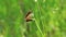 Mating games of butterflies against the background of bright forest greenery. Close up 25 fps