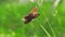 Mating games of butterflies against the background of bright forest greenery. Close up 25 fps