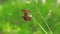 Mating games of butterflies against the background of bright forest greenery. Close up 29 fps