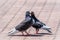 Mating games of a pair of pigeons