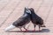 Mating games of a pair of pigeons. A pair of pigeons kisses