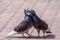 Mating games of a pair of pigeons. A pair of pigeons kisses