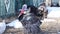 Mating games of turkeys. Male and female interact. Courting animals. Farm birds
