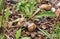 Mating of garden snails