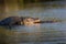 Mating gators at sunset