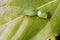 Mating green coleopteron insects